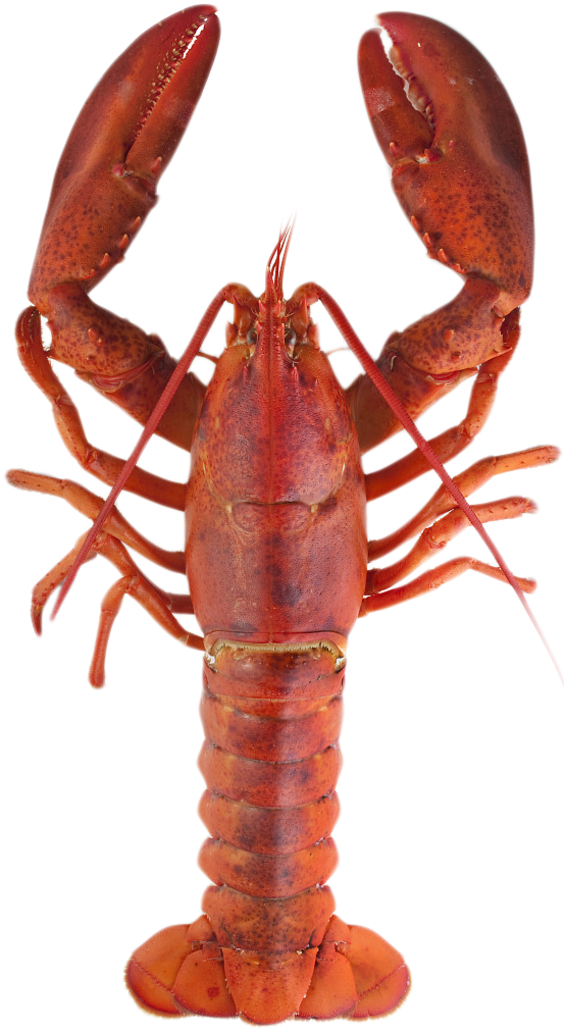 Lobster PNG Image With Transparent Background Free Png Images