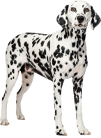 animals & Dalmatian free transparent png image.