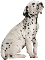 animals & dalmatian free transparent png image.