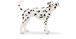 animals & Dalmatian free transparent png image.