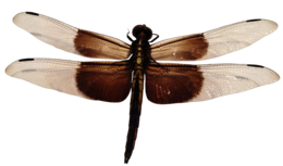 insects&Dragonfly png image.