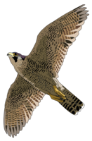 animals&Falcon png image.