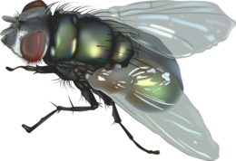 insects & fly free transparent png image.
