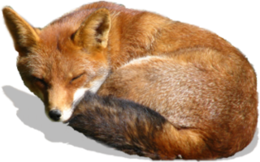 animals & fox free transparent png image.