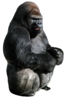 animals & gorilla free transparent png image.