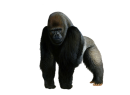 Gorilla PNG Background Image | Free Png Images