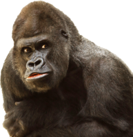 animals & gorilla free transparent png image.