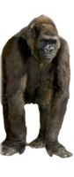 animals & gorilla free transparent png image.