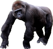 animals & gorilla free transparent png image.