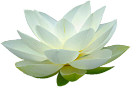 flowers & sacred lotus free transparent png image.