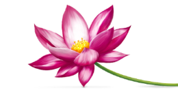 flowers & sacred lotus free transparent png image.