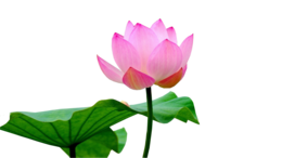 flowers & sacred lotus free transparent png image.