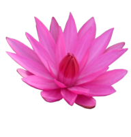 flowers & sacred lotus free transparent png image.