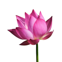 flowers & sacred lotus free transparent png image.