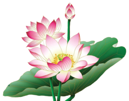 flowers & sacred lotus free transparent png image.