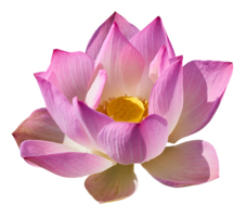 flowers & sacred lotus free transparent png image.