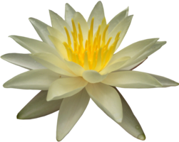 flowers & sacred lotus free transparent png image.