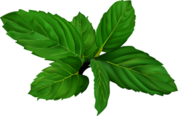 nature & Peppermint free transparent png image.