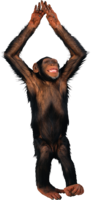 animals & Monkey free transparent png image.