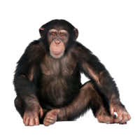 animals & Monkey free transparent png image.