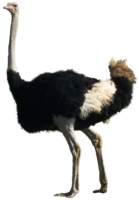 animals & Ostrich free transparent png image.