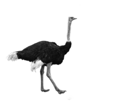 animals & Ostrich free transparent png image.