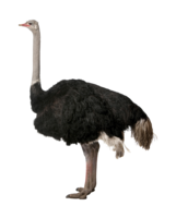 animals & Ostrich free transparent png image.