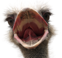 animals & Ostrich free transparent png image.