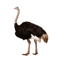 animals & Ostrich free transparent png image.