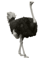 animals & Ostrich free transparent png image.