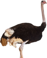 animals & Ostrich free transparent png image.