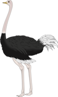 animals & Ostrich free transparent png image.