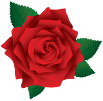 flowers & Rose free transparent png image.