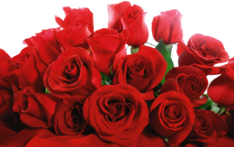 flowers & Rose free transparent png image.