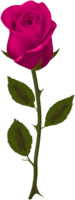 flowers & Rose free transparent png image.