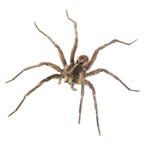 insects & Spider free transparent png image.