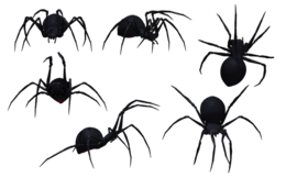 insects & Spider free transparent png image.