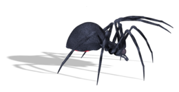 insects & Spider free transparent png image.