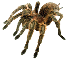 insects & Spider free transparent png image.