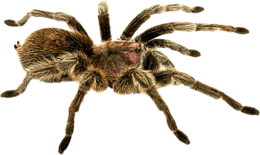 insects & Spider free transparent png image.