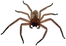 insects & Spider free transparent png image.