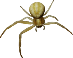 insects & Spider free transparent png image.