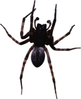 insects & spider free transparent png image.