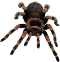 insects & spider free transparent png image.