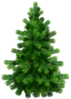 nature & tree free transparent png image.