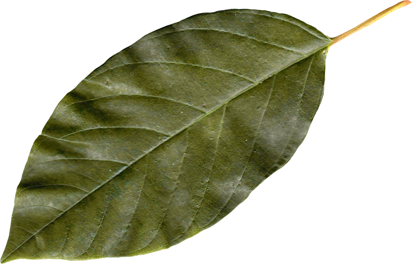 Autumn leaves - PNG image with transparent background | Free Png Images