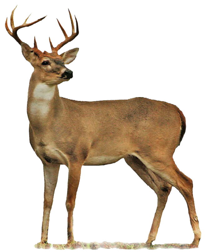 Deer - PNG image with transparent background | Free Png Images