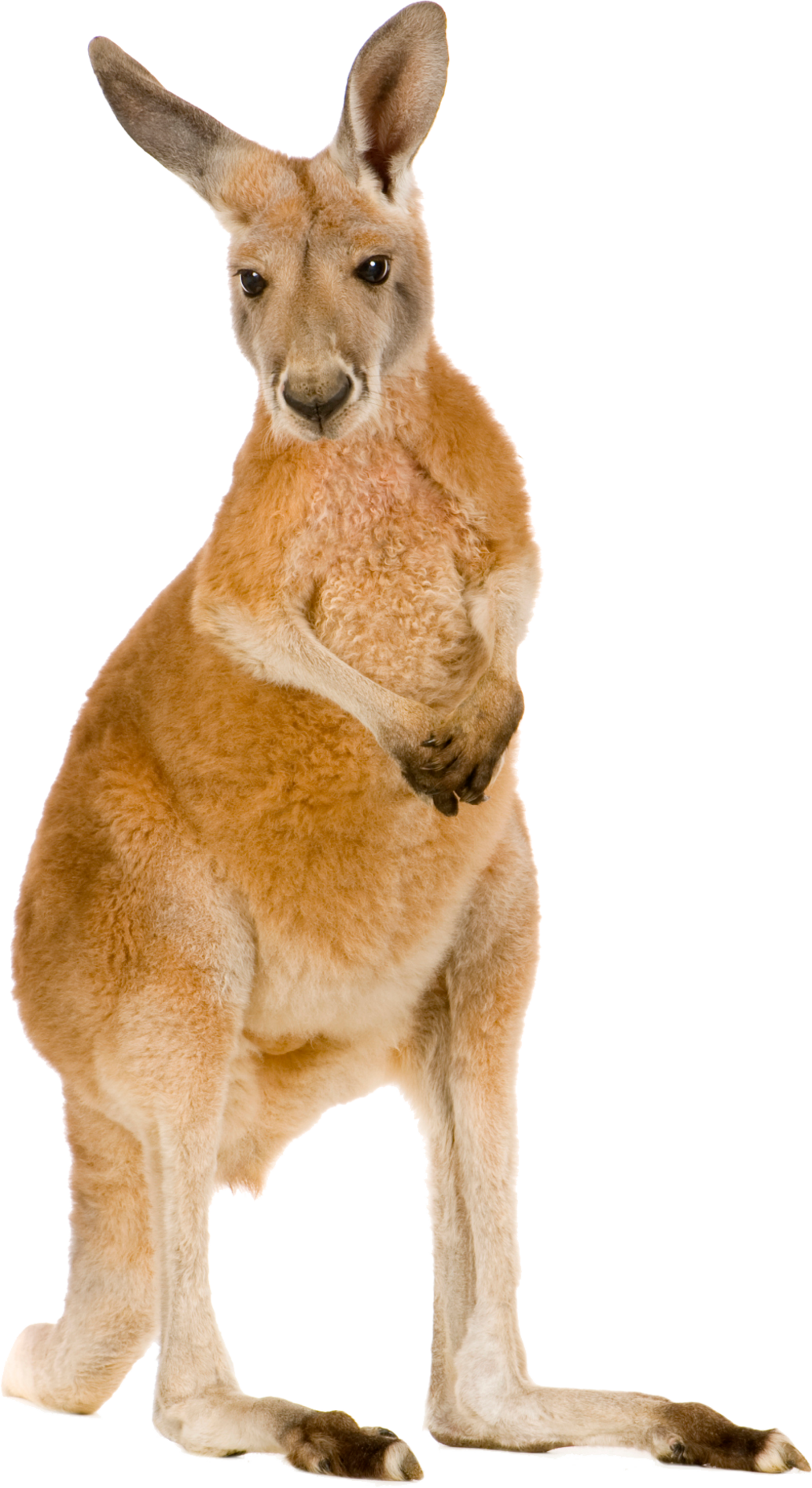 Transparent Png Kangaroo Png Image Purepng Free Transparent Cc0 Riset