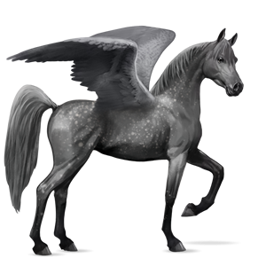 gray pegasus