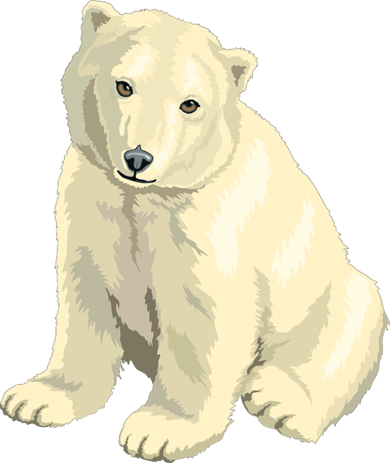 Polar bear - PNG image with transparent background | Free Png Images